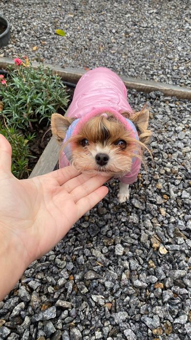 Бівер йорк міні дівчинка 4 р  бебі фейс