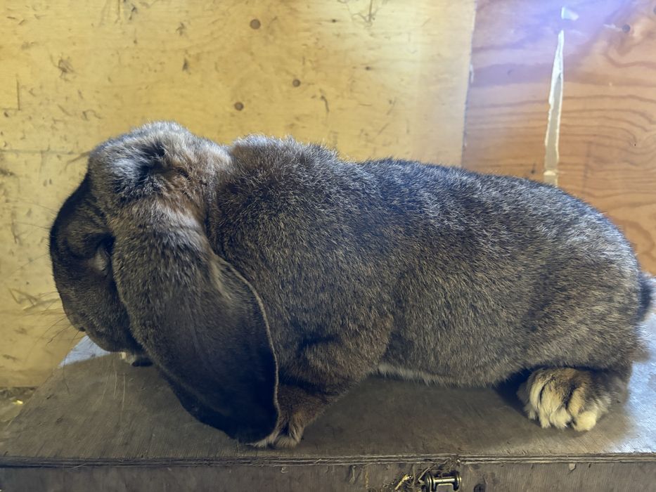 Sprzedam francuskie barany szare