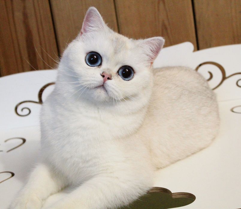 Британская шиншилла поинт