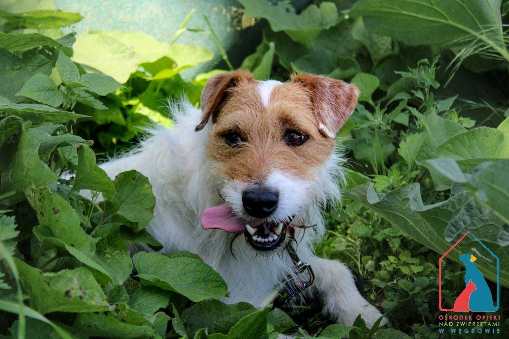 Piesek Oskar szuka domu!