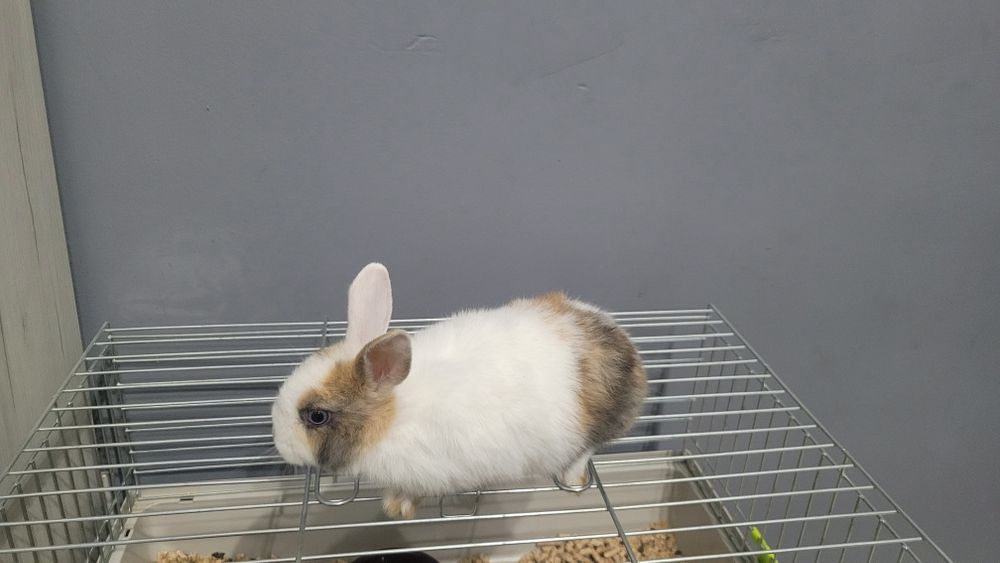 Królik miniaturka do 1 kg