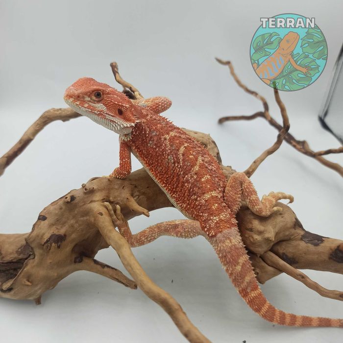 Agama brodata - Jaszczurka dla początkujących gekon zbożowka anolis