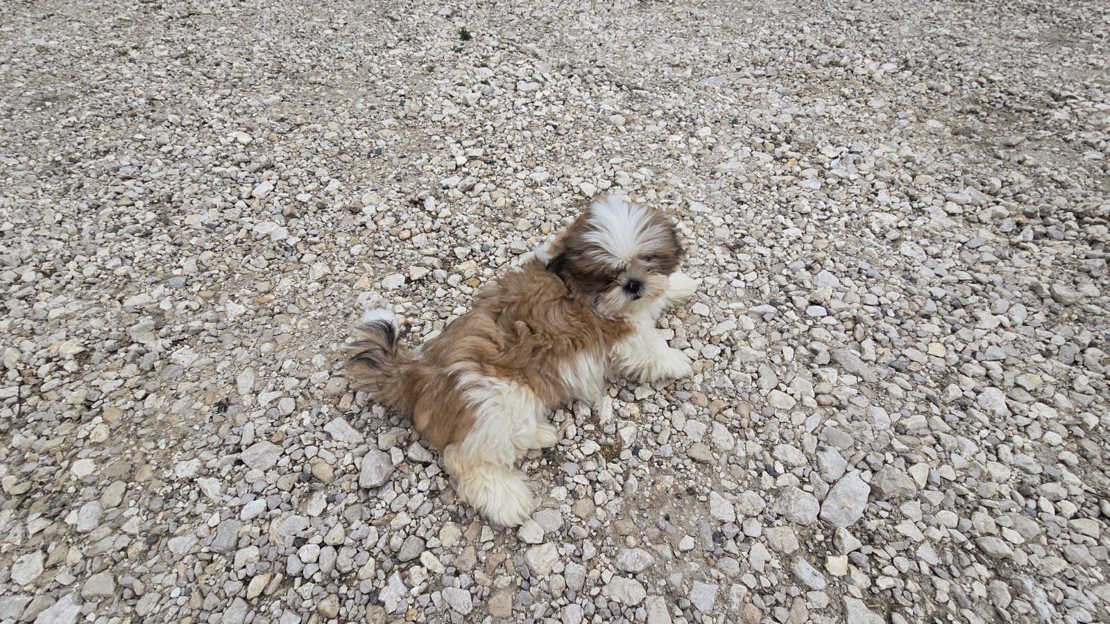 SHIH TZU śliczny szczeniak