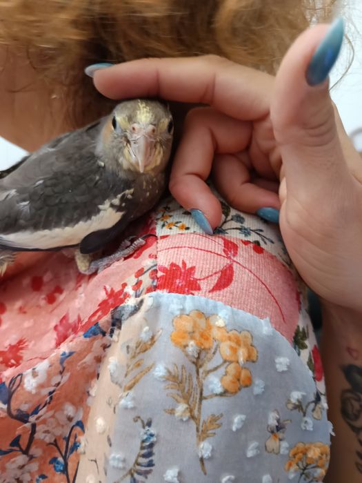 Caturras domesticada que fala