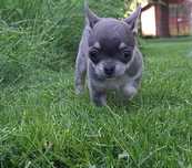 Chihuahua niebieski Te Quiero rodowodowy  FCI