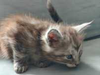 Kocięta Maine coon niebieskie srebrne dymne fpl ccf