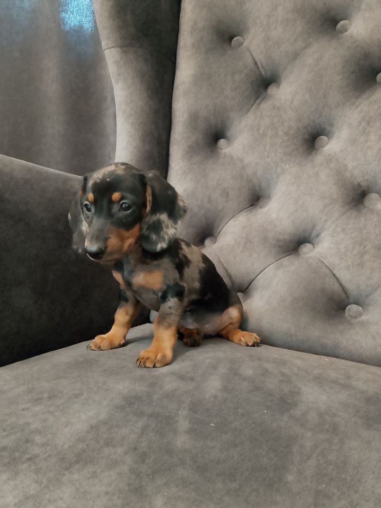 Jamnik blue merle suczka