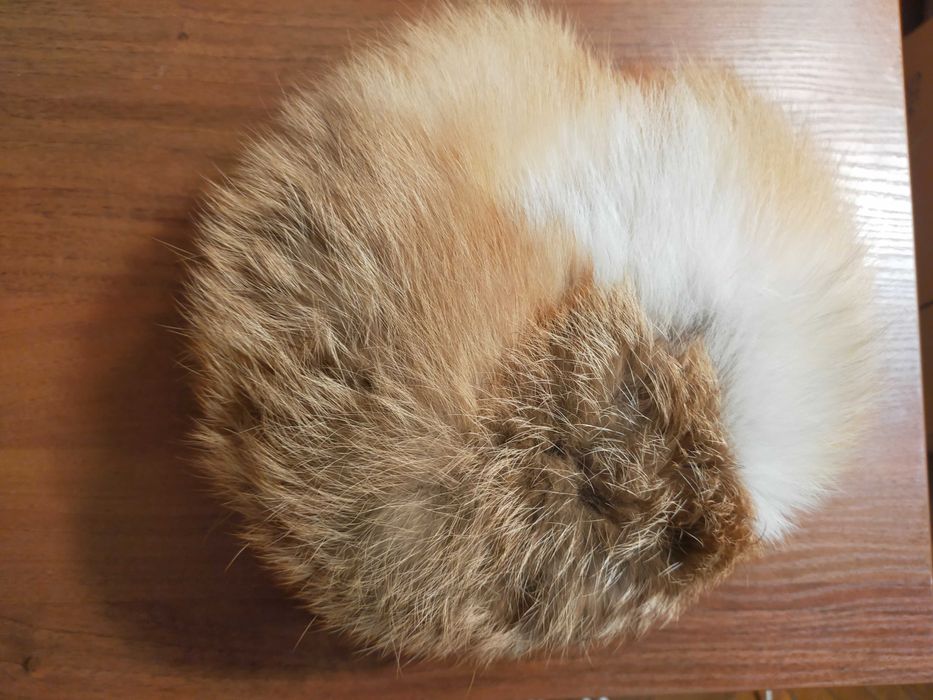 Шапка хутро ліси, біла хутро песця