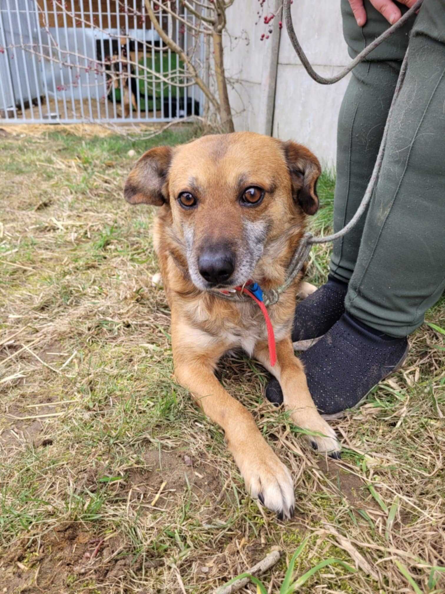 Przerażony BARTUŚ szuka kochającego domu !! Do adopcji !!