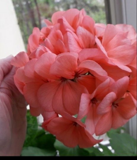 Пеларгония махровая герань