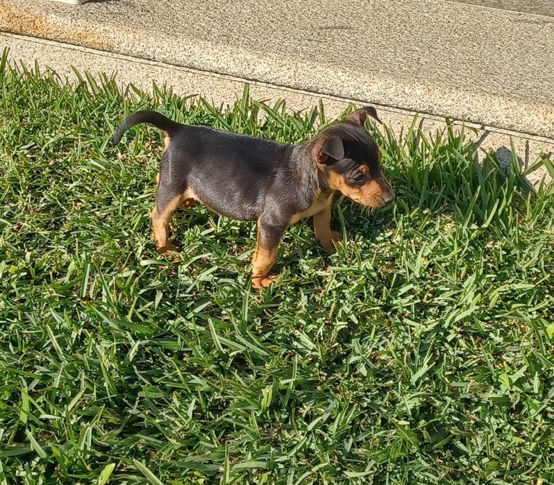 Macho pinscher miniatura