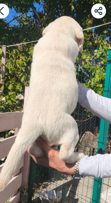 Офіційний розплідник Лабрадор Ретрівер 
Щеня Шоколадний Лабрадор Ретри