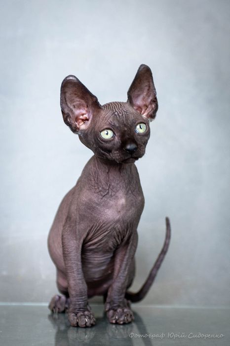 Канадский сфинкс, эльф,голубые глаза,самые крутые уши,мальчик