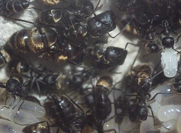 Муравьи Colobopsis leonardi купить | 1200 грн | модуль в подарок