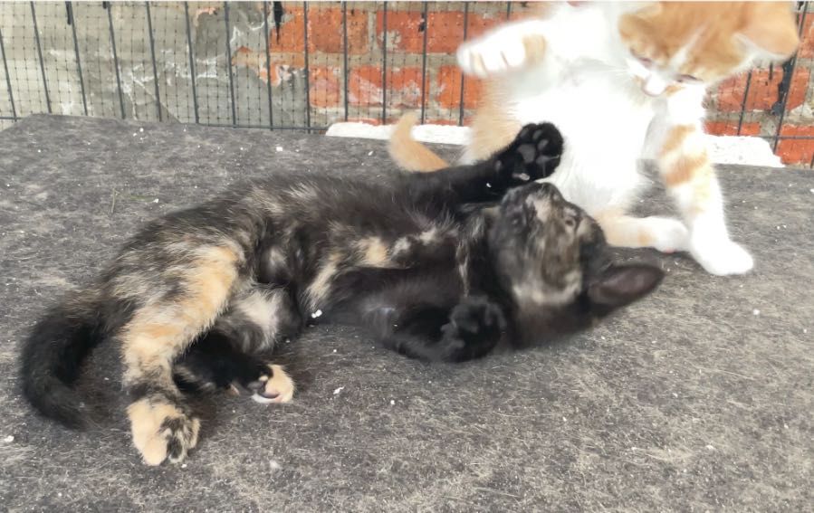Koty do adopcji za darmo, przegląd w klinice VET