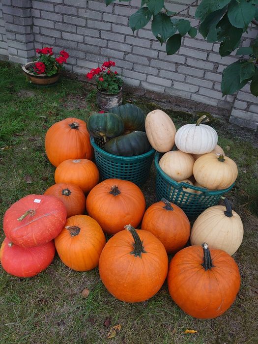 DYNIE halloween, jadalne oraz dekoracyjne