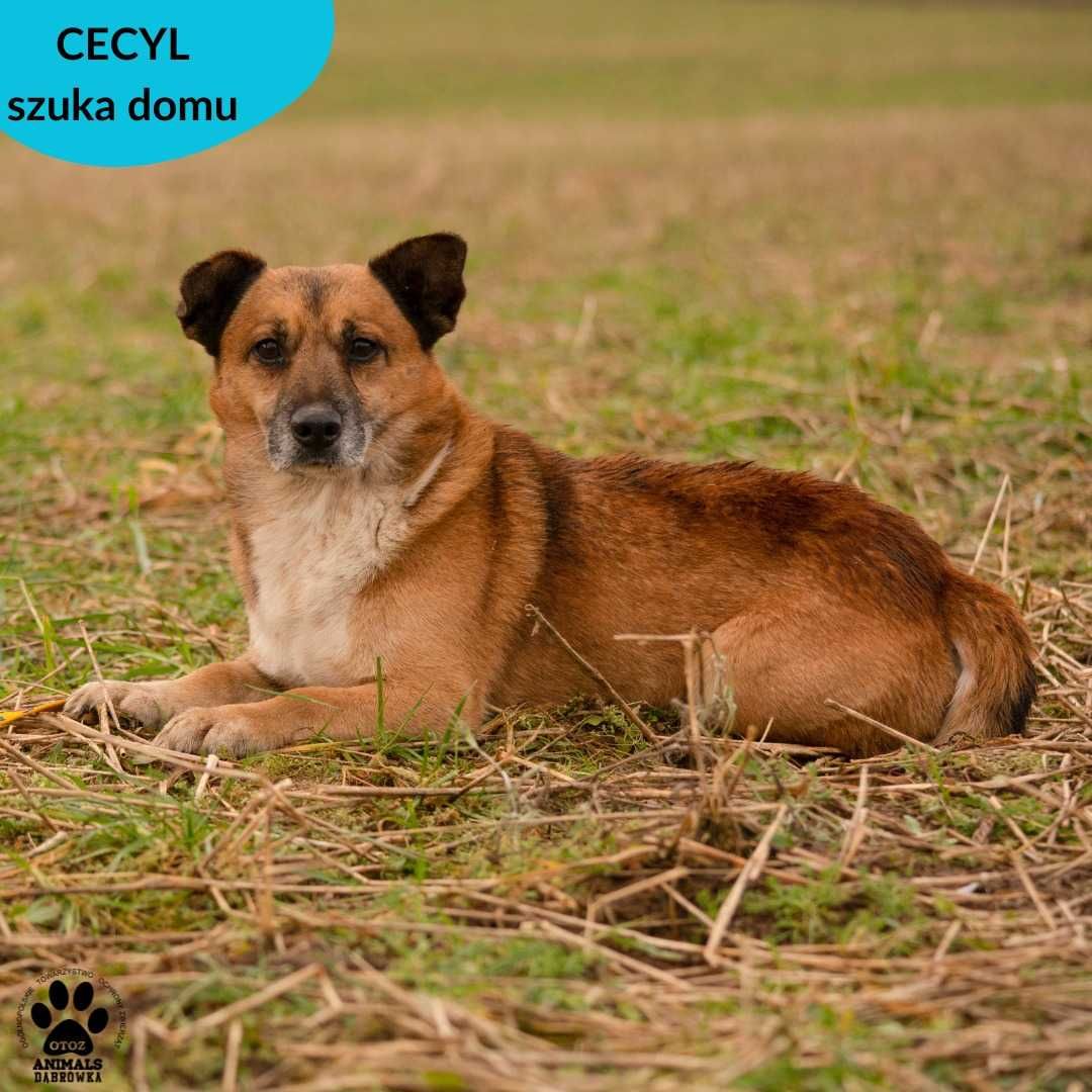 Cecyl czeka na Ciebie
