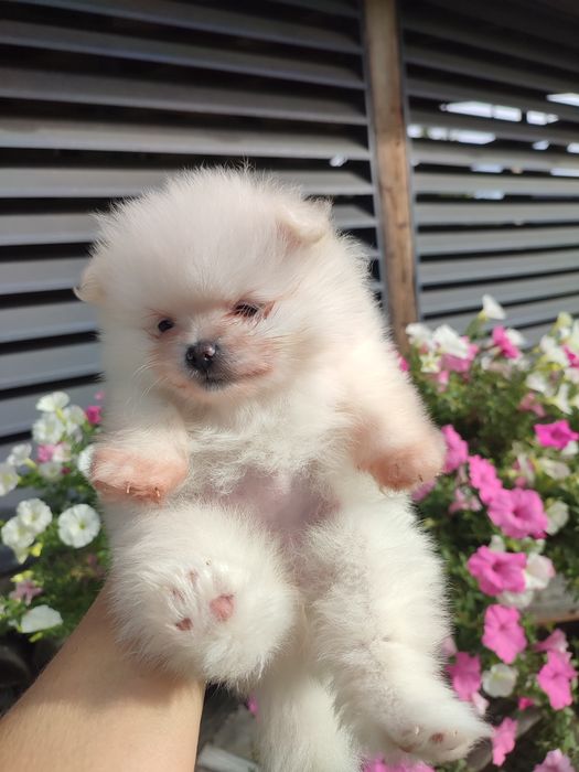 FCI Pomeranian Szpic miniaturowy