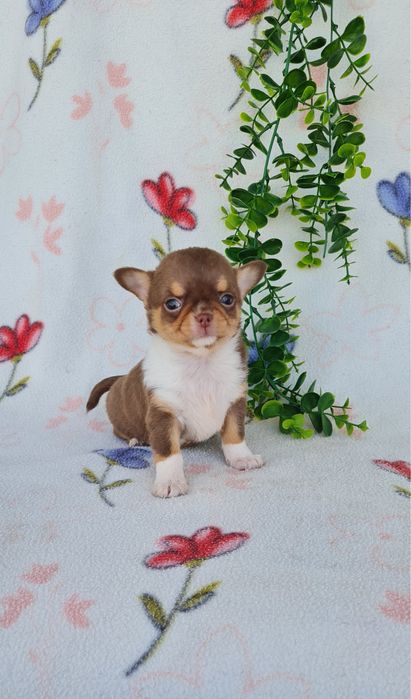 Excecional menina semi pelo Chihuahua/chihuahua de Qualidade