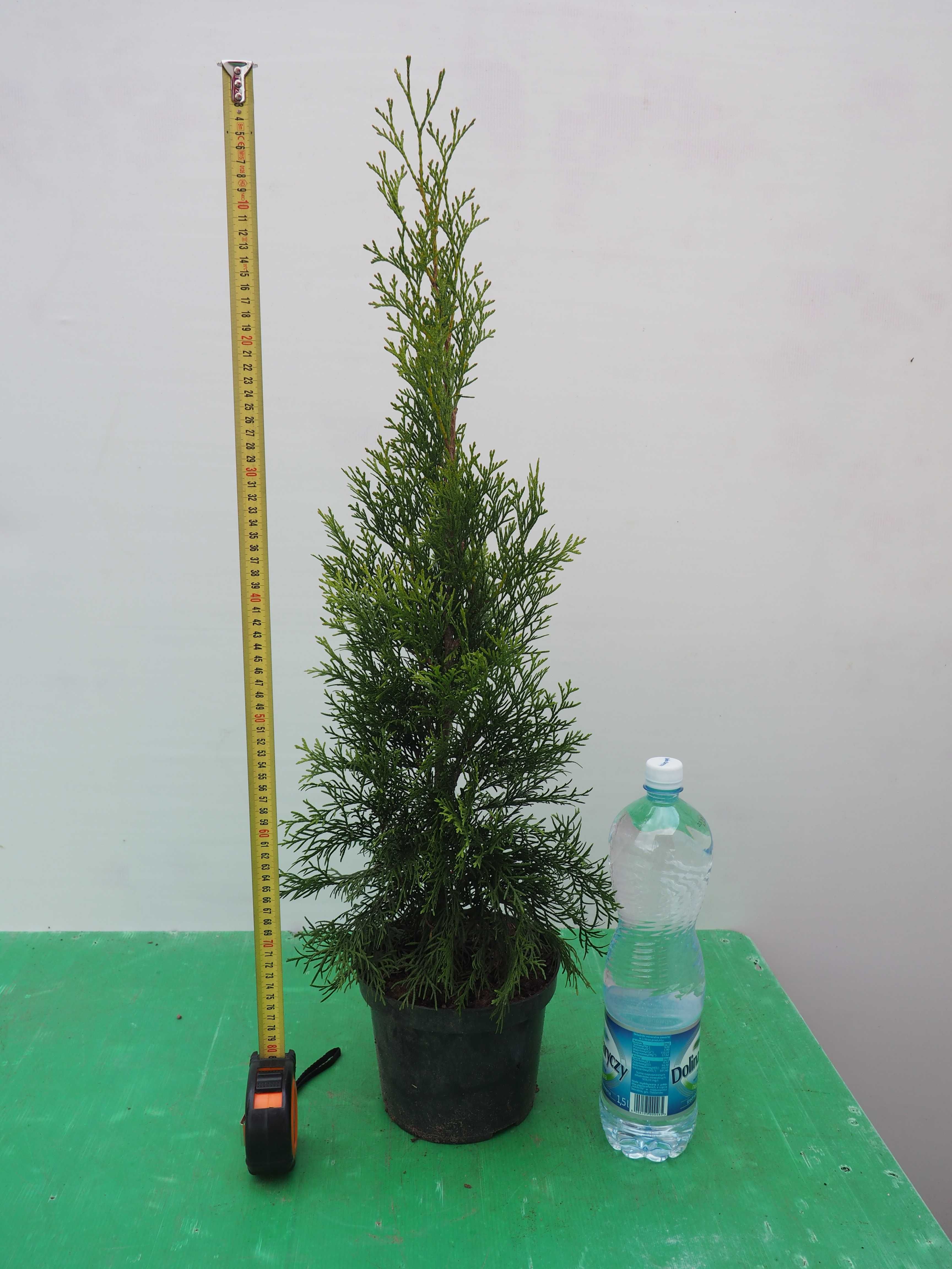 Tuje Szmaragd tuja Smaragd 60 - 70cm w doniczce 3 litry. Od producenta