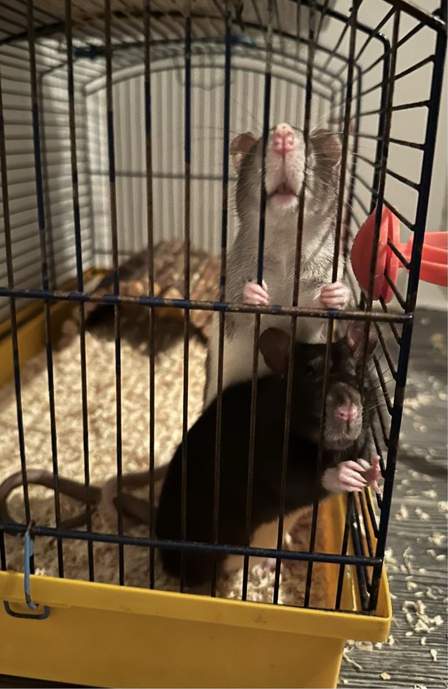 szczurki samiczki