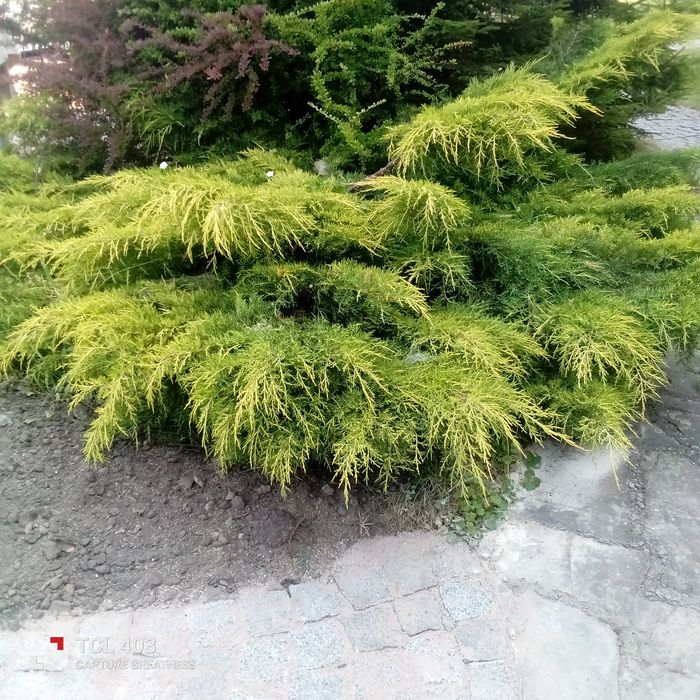 Послуги по обрізці плодових та декоративних рослин