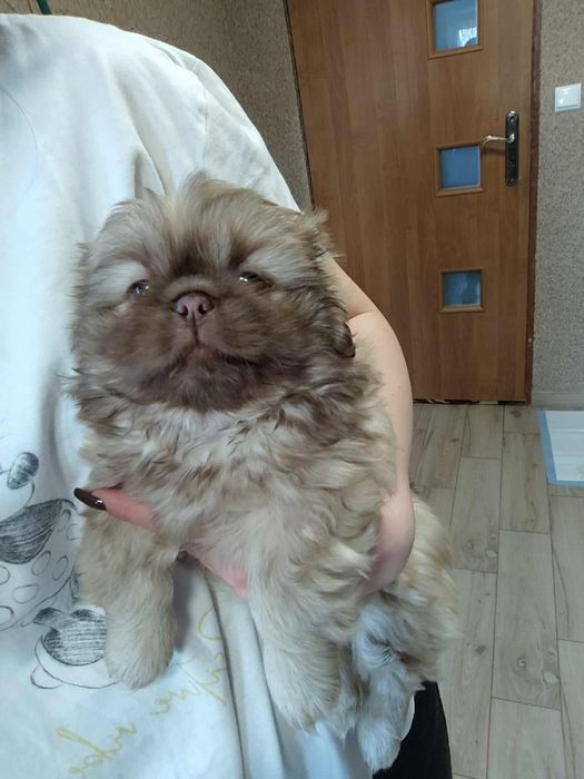 Piesek Pekinczyk Suczka