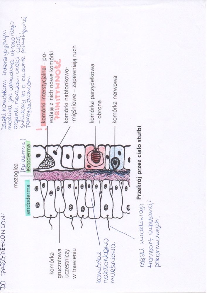 Notatki biologia matura