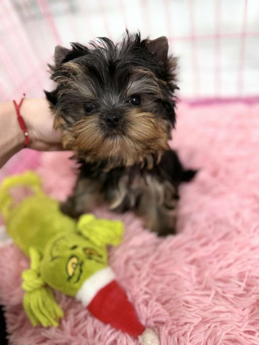 York Yorkshire Terrier Mini ZKwP komplet badań dodatkowych