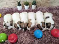 Jack Russell Terrier