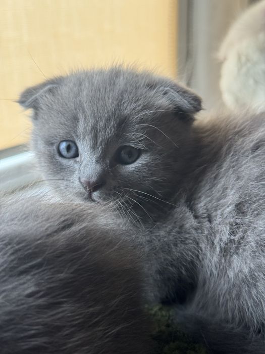 Продам кошенят. Чистокровні британці