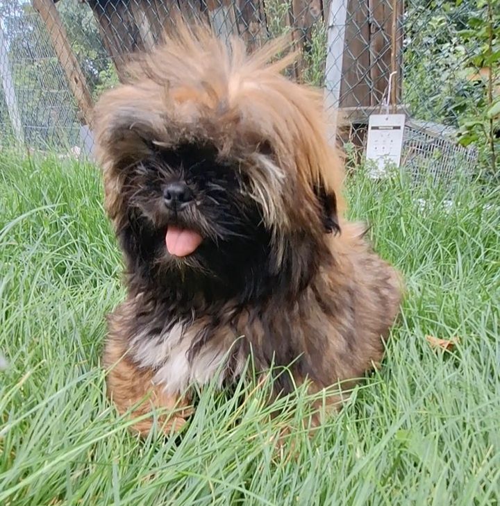 Pies shih tzu szczenię