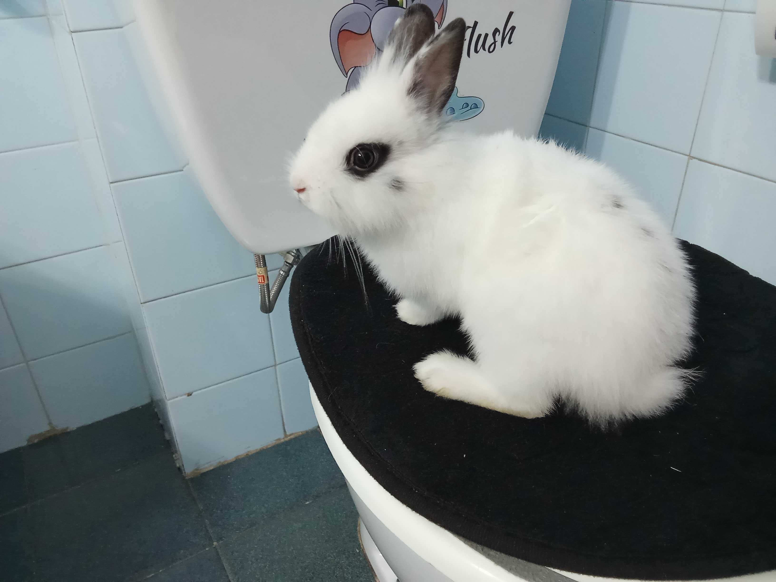 Vendo coelhos anoes