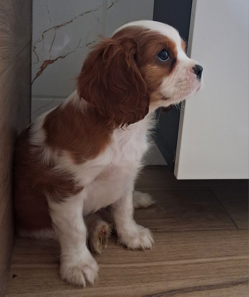 Cavalier King Charles Spaniel