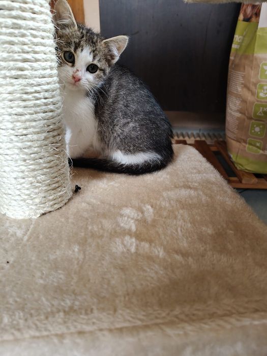 Koty szukają domów. Adoptuj