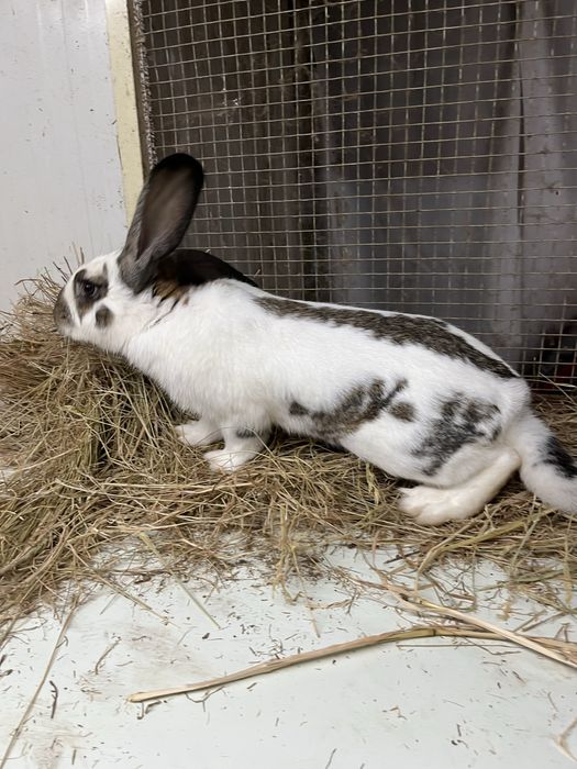 Macho futuro reprodutor