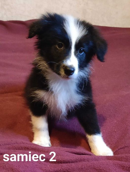 Border collie samiec