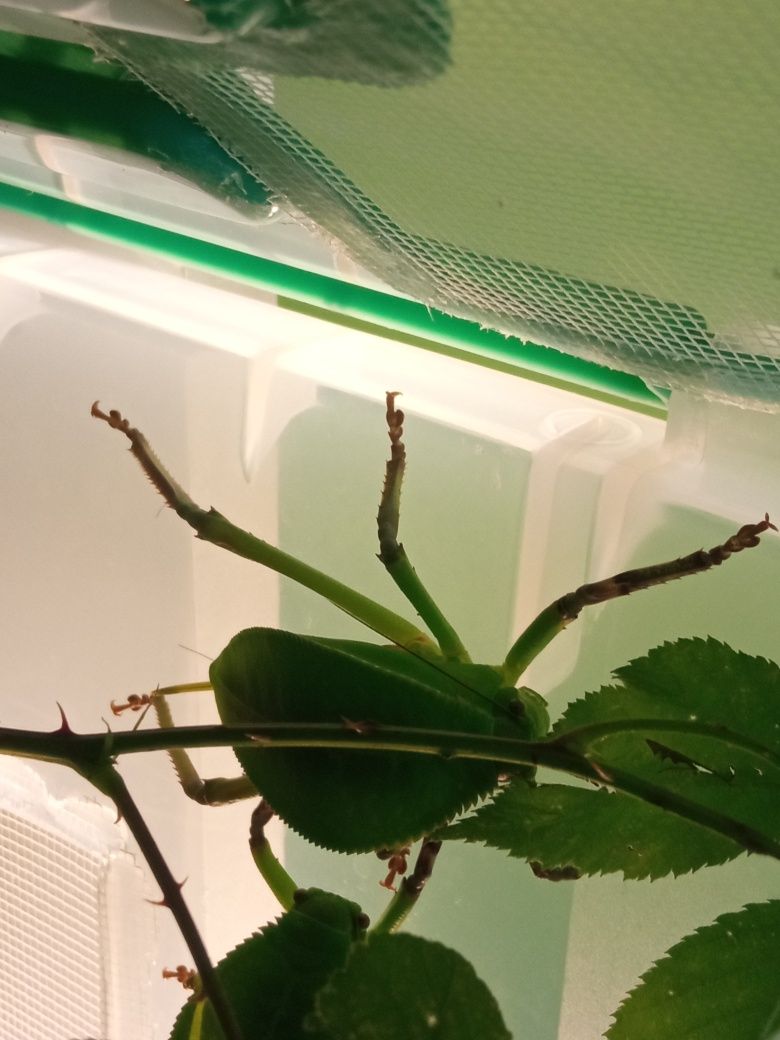 Siliquofera grandis zamienię