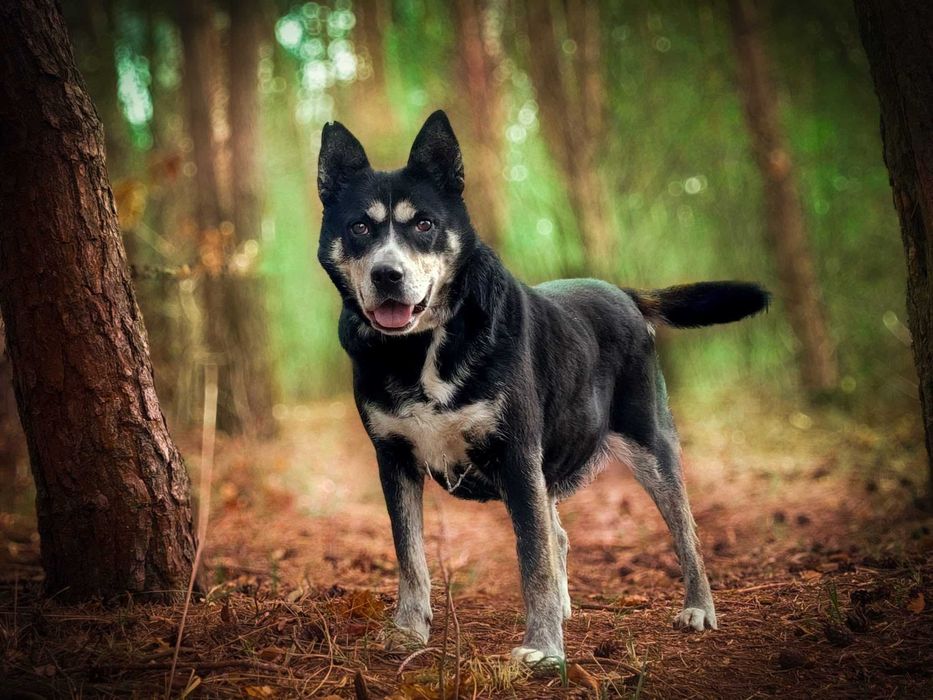 Angel - cudowna psia przyjaciółka