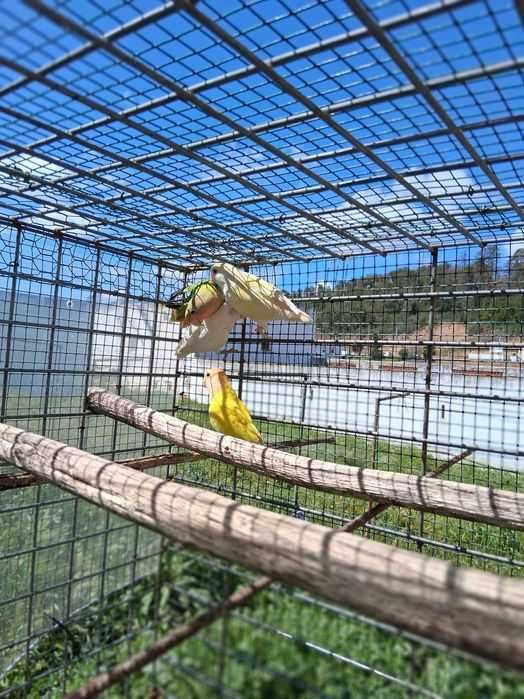 Lote casal  de caturras e quatro roseicollis troco por  canários