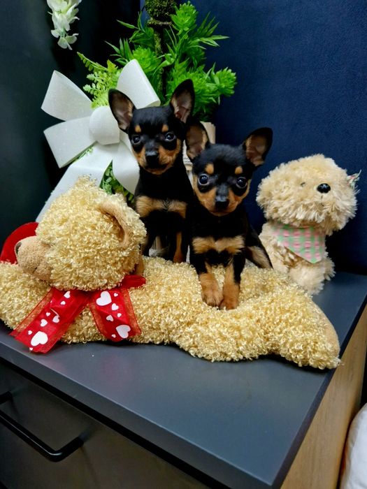 Pinczerek miniaturowy ratlerek sarenka z legowiskiem I wyprawką