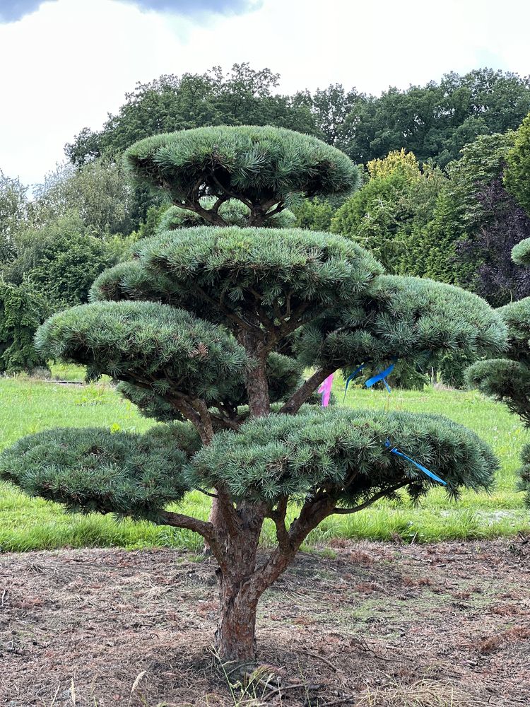 Bonsai niwaki duże drzewa sosna pinus Bonsai Park