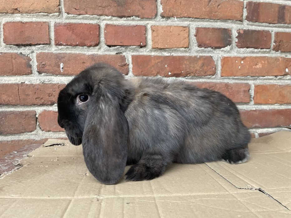 Baran Francuski Madagaskar