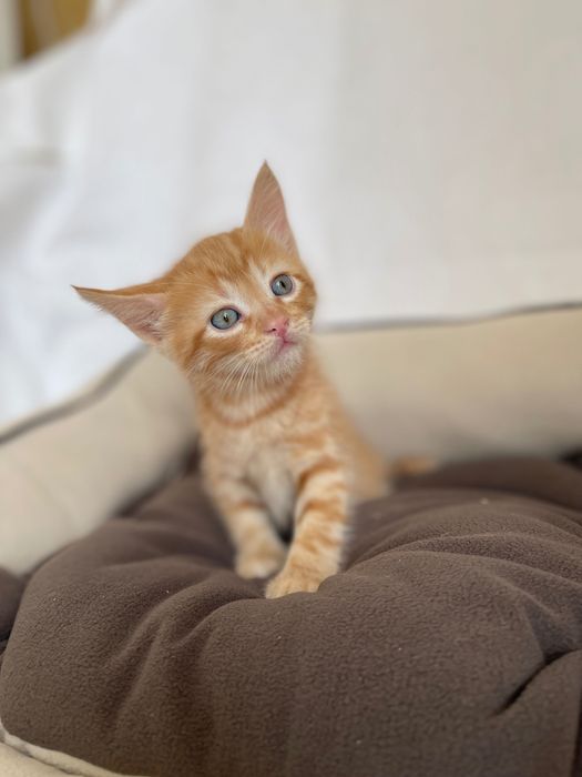 Котята котики отдам рыжий котенок