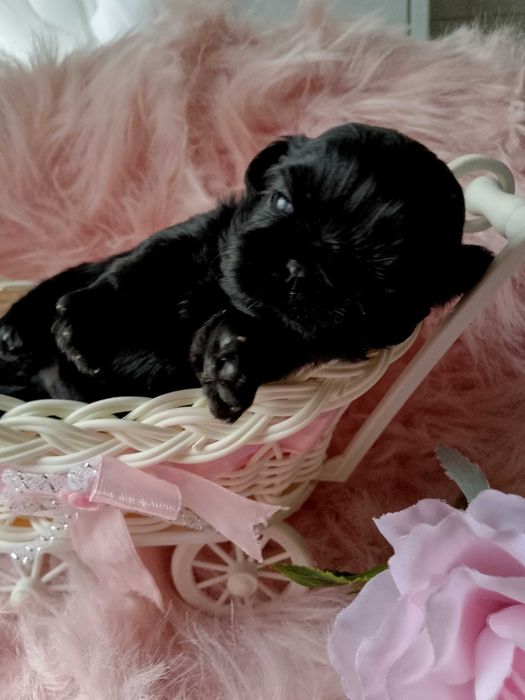 Piękna suczka rasy Shih-Tzu w czarnym umaszczeniu