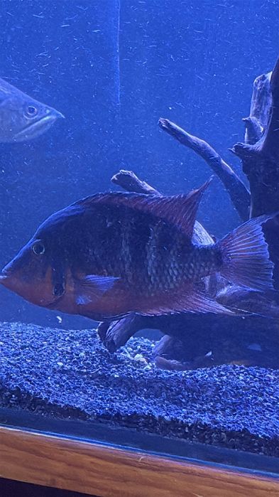 Boca de Fogo adulto e Oscar Albino 15cm