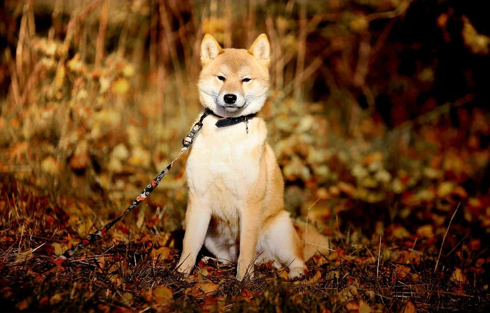 Piękny samiec z doskonałym rodowodem ZKwP FCI