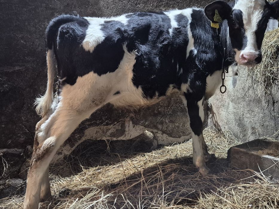Sprzedam  cielaki byczki I jalowki