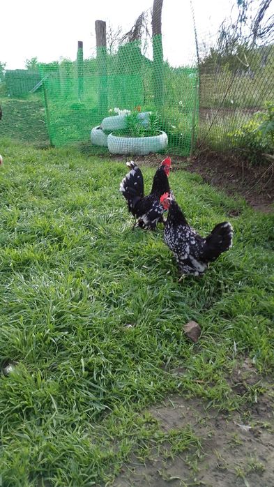 Мільфлер.Мильфлери.