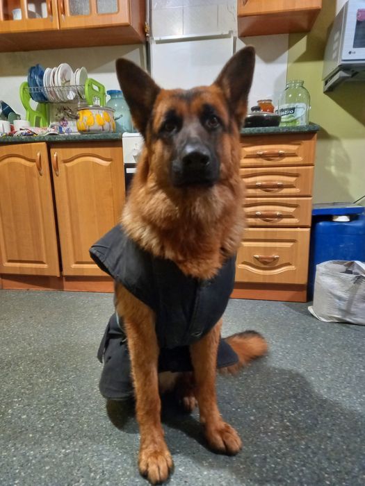 Вязка немецкий овчарка